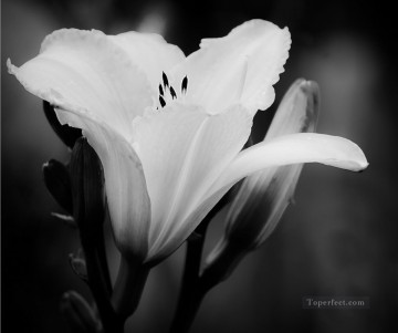 黒と白 Painting - xsh506 黒と白の花